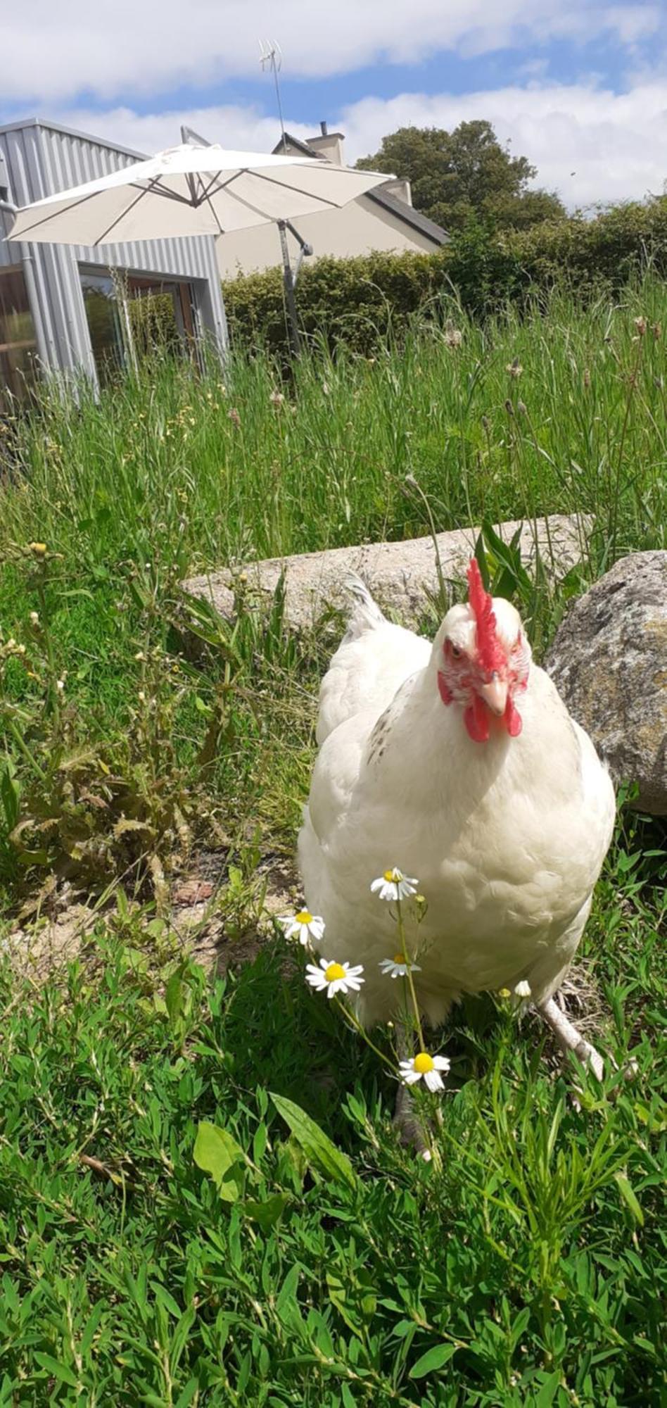 Gite Des Pommiers Sotteville Zewnętrze zdjęcie
